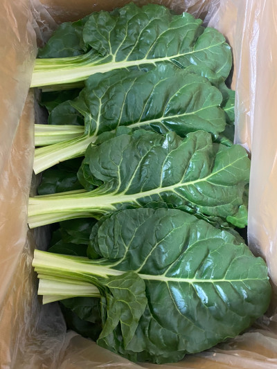 근대(특) 4kg/박스 상품 썸네일