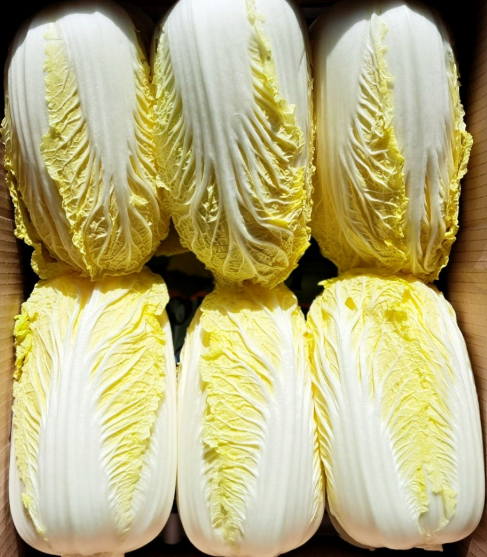 알배기배추(특) 8kg(12입)/박스 상품 썸네일